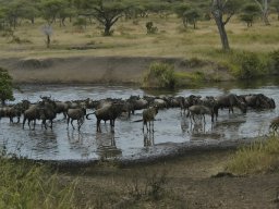 Western_Corridor_(Kirawira)2003-054